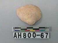 藏品(貝類)的圖片